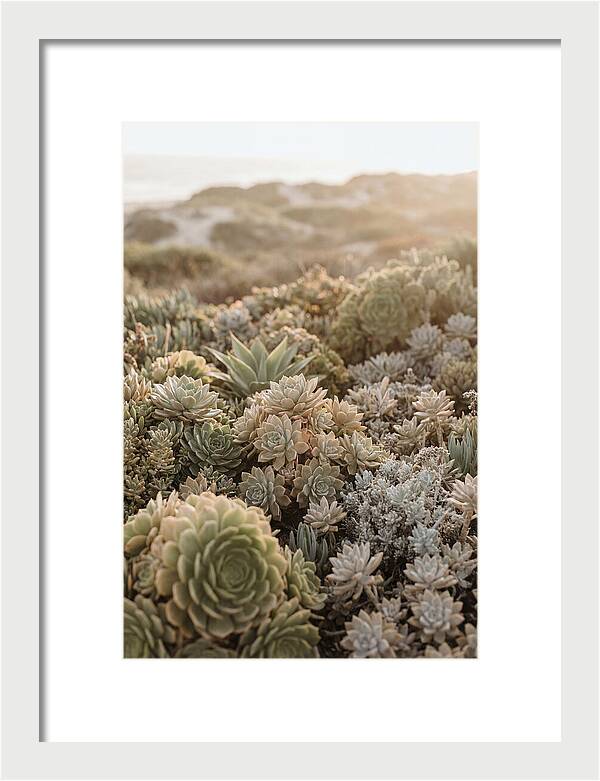 Succulent Garden Serenity