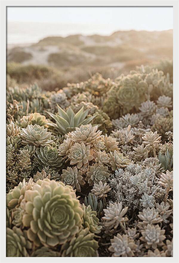Succulent Garden Serenity