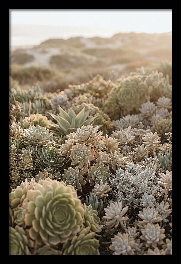 Succulent Garden Serenity