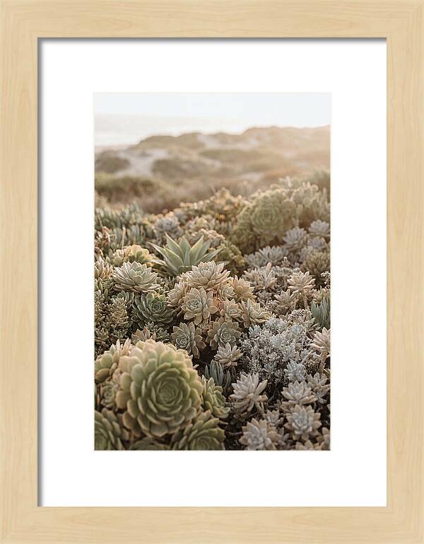 Succulent Garden Serenity