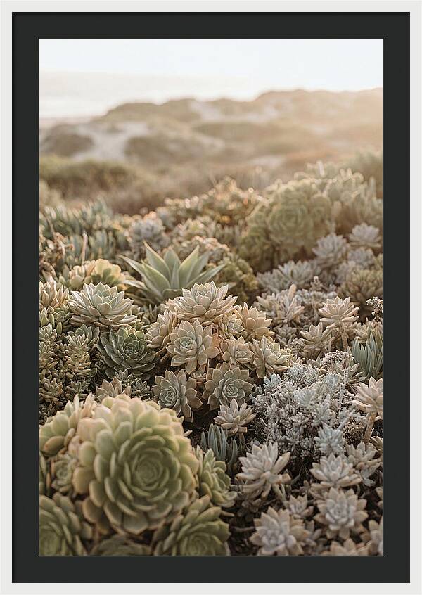 Succulent Garden Serenity