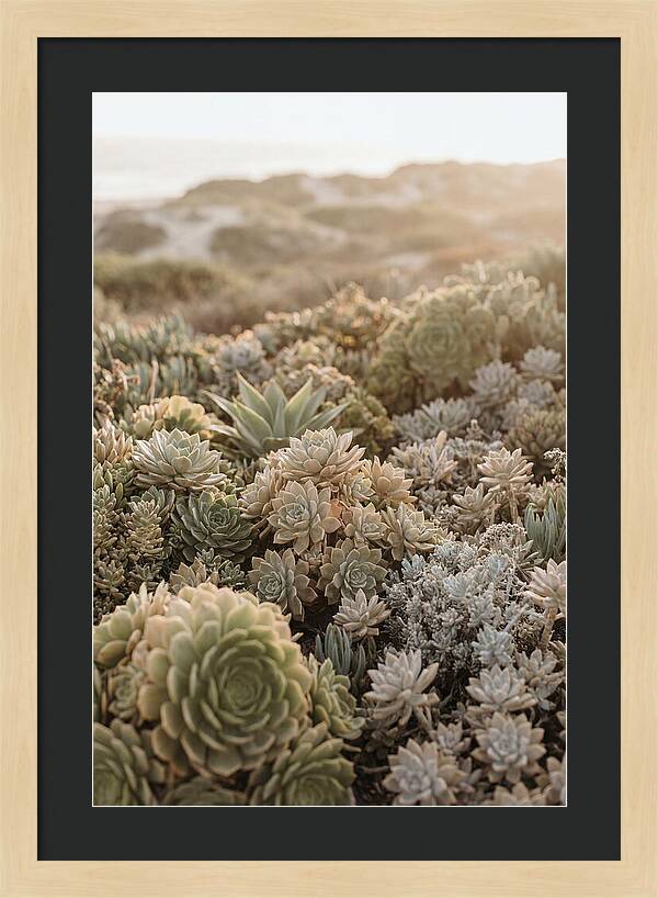 Succulent Garden Serenity