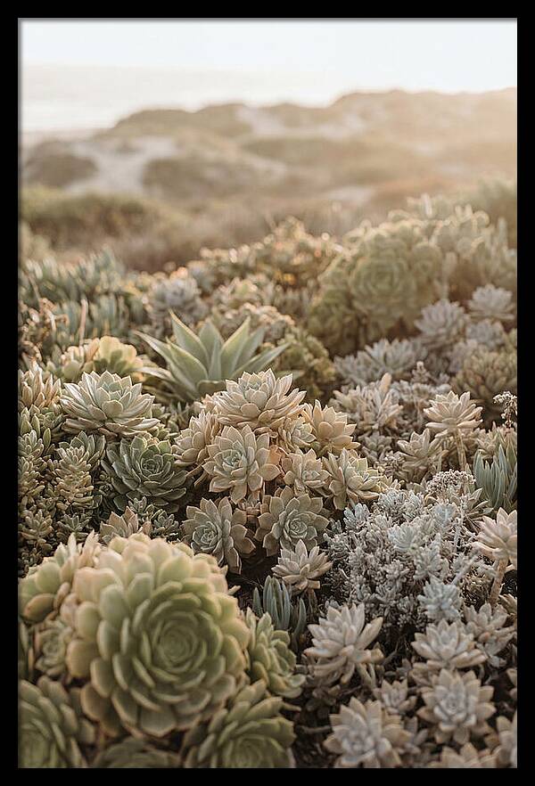 Succulent Garden Serenity
