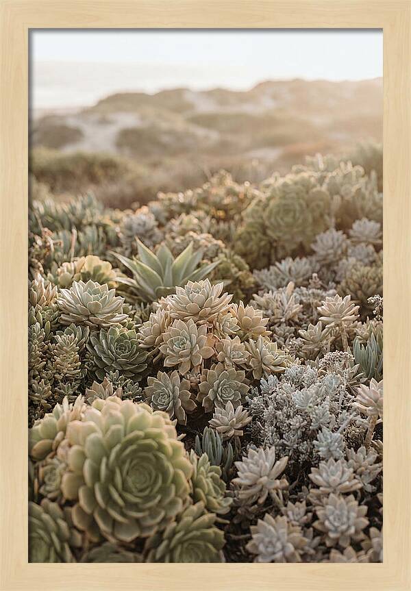 Succulent Garden Serenity