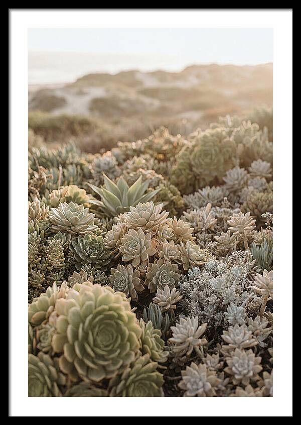 Succulent Garden Serenity