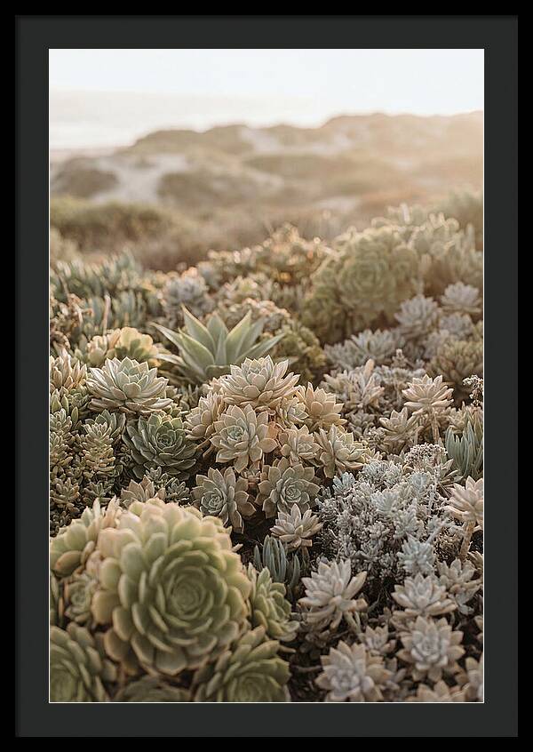 Succulent Garden Serenity