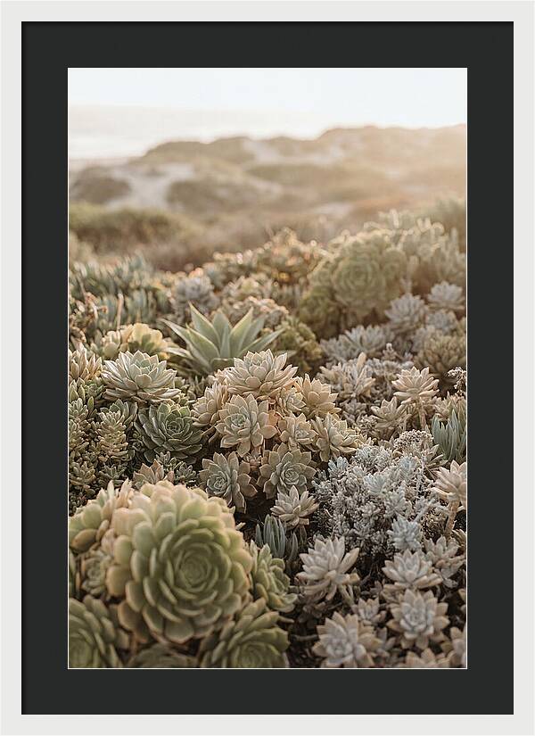 Succulent Garden Serenity