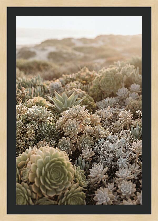 Succulent Garden Serenity