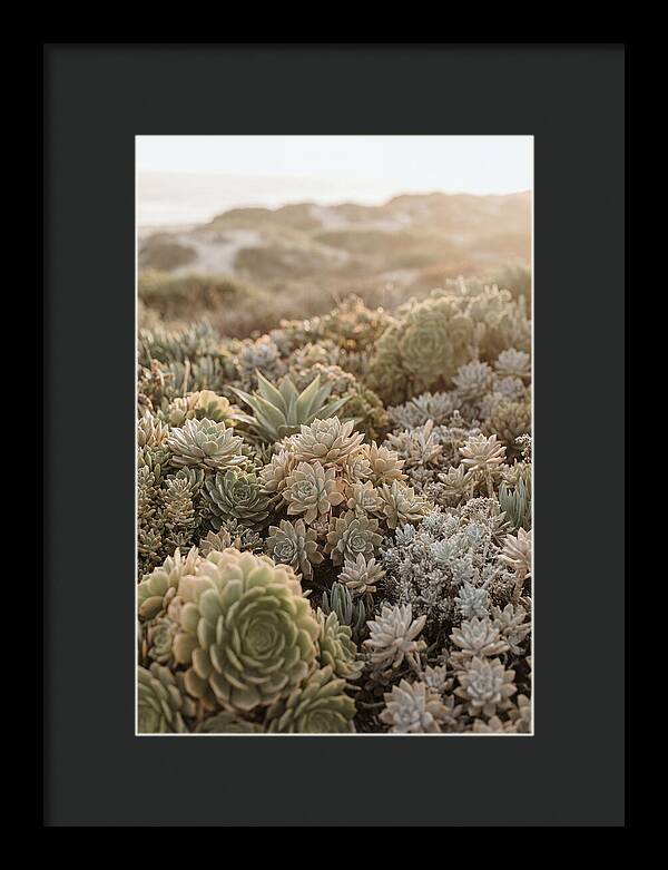 Succulent Garden Serenity