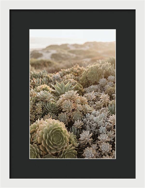 Succulent Garden Serenity