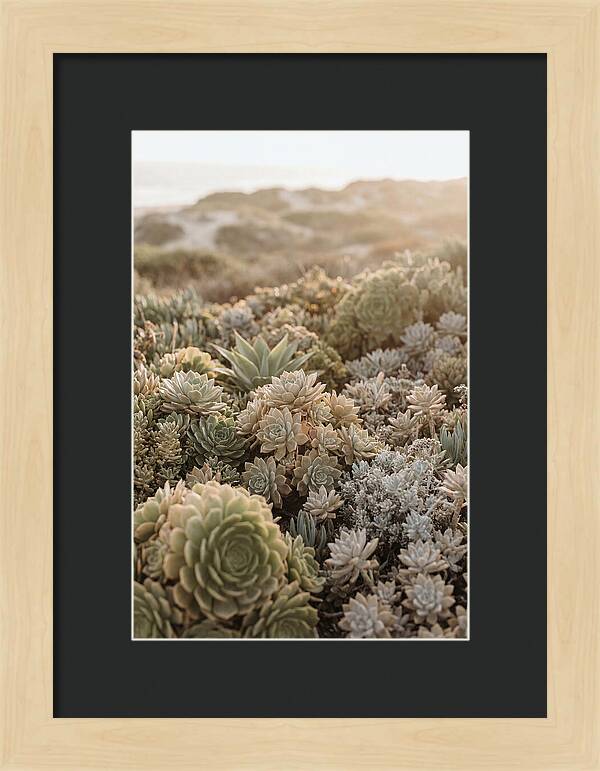Succulent Garden Serenity