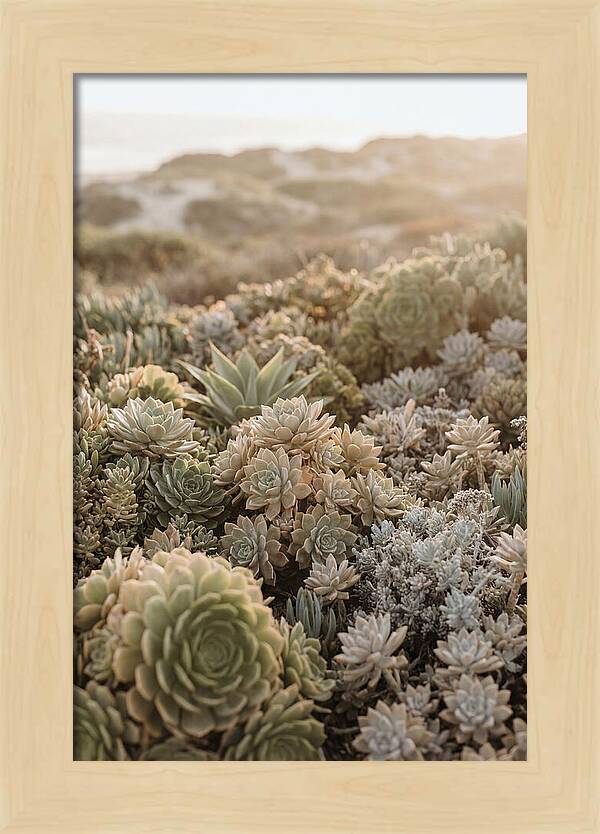 Succulent Garden Serenity