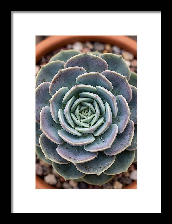 Succulent Patterns In Nature