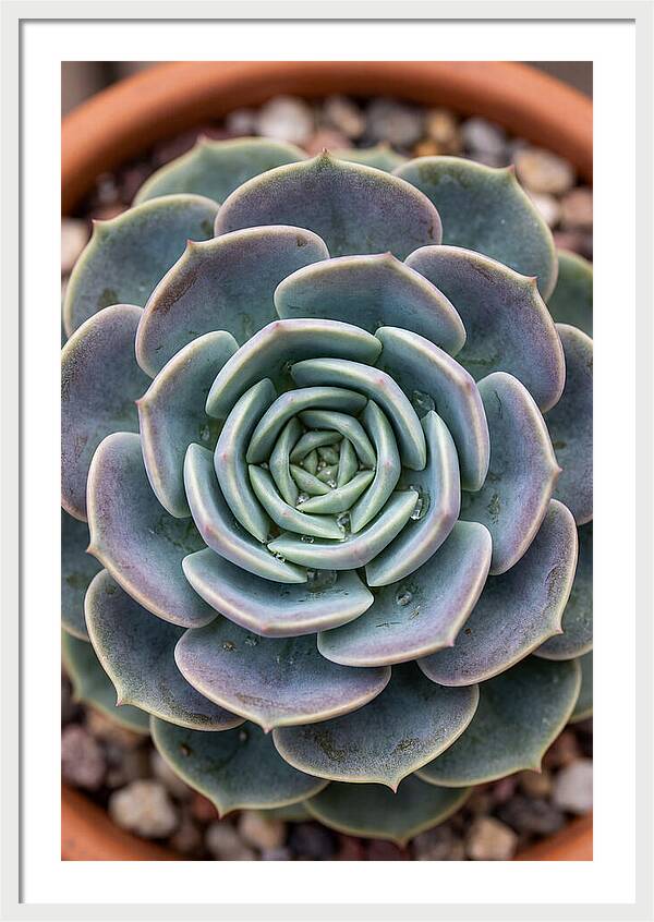 Succulent Patterns In Nature