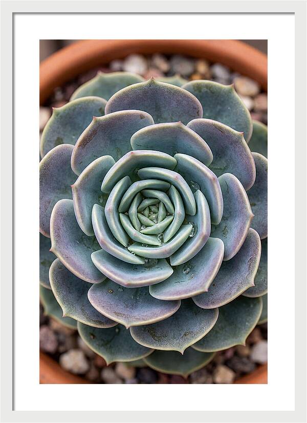Succulent Patterns In Nature