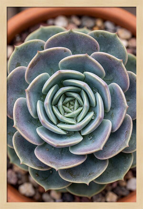 Succulent Patterns In Nature