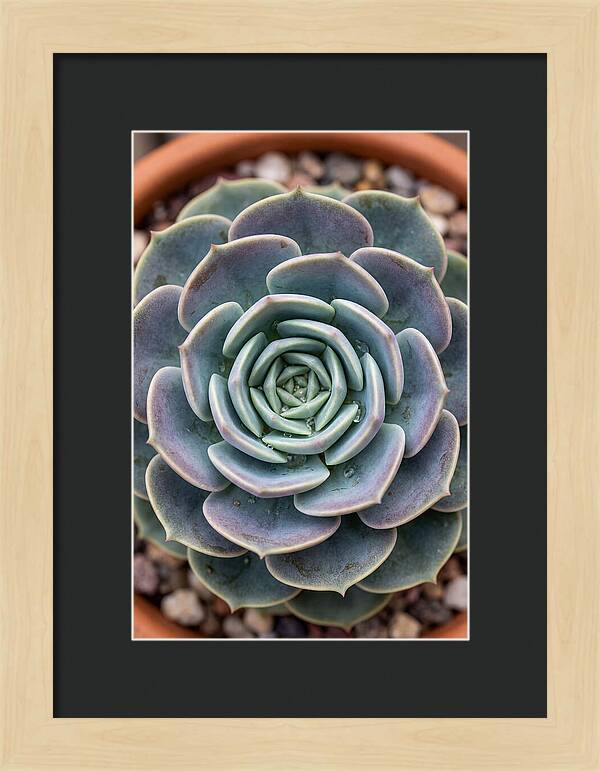 Succulent Patterns In Nature