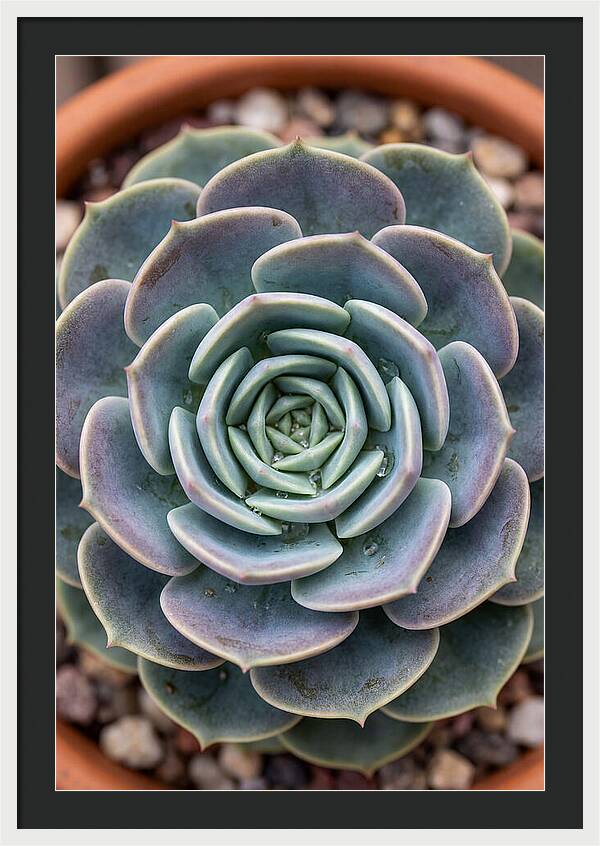Succulent Patterns In Nature