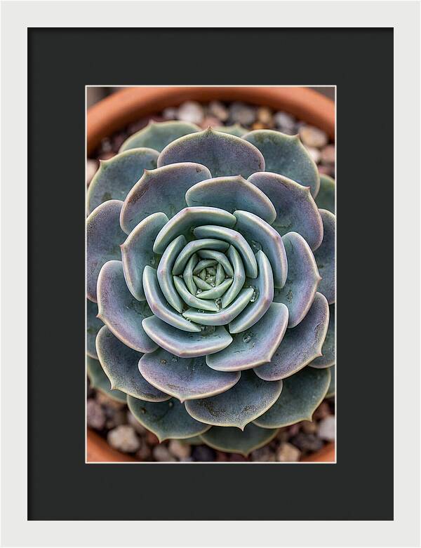 Succulent Patterns In Nature