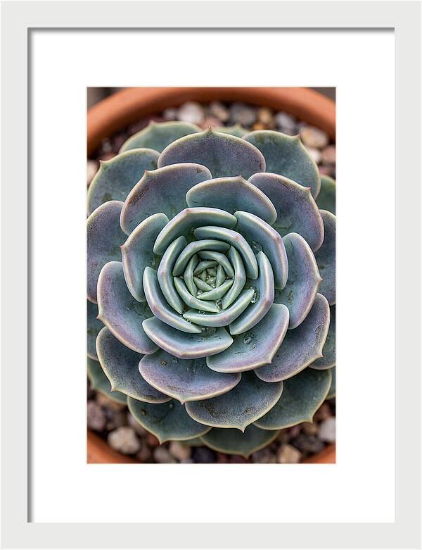 Succulent Patterns In Nature