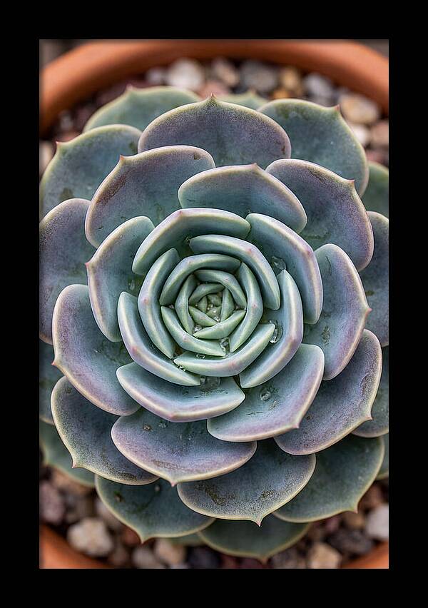 Succulent Patterns In Nature