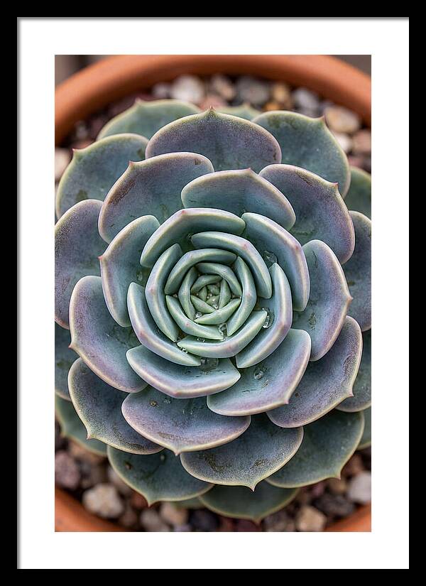 Succulent Patterns In Nature