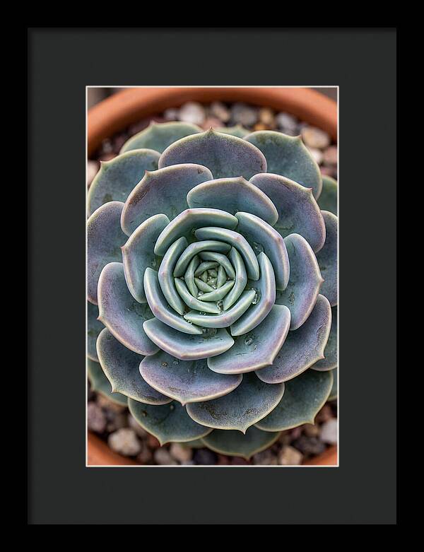 Succulent Patterns In Nature