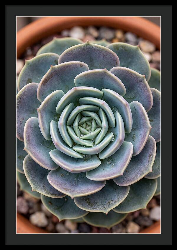 Succulent Patterns In Nature