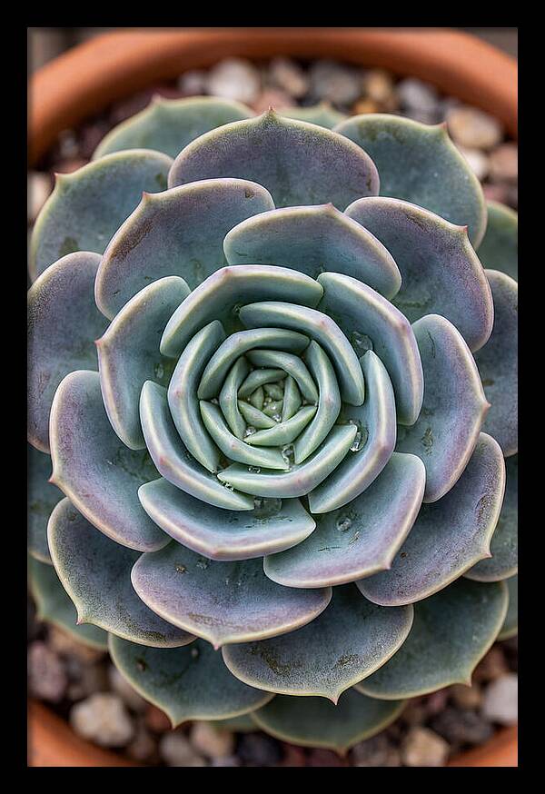 Succulent Patterns In Nature