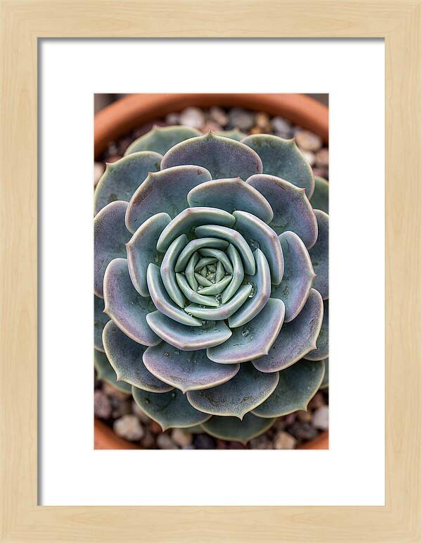 Succulent Patterns In Nature