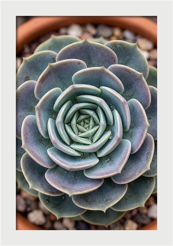 Succulent Patterns In Nature