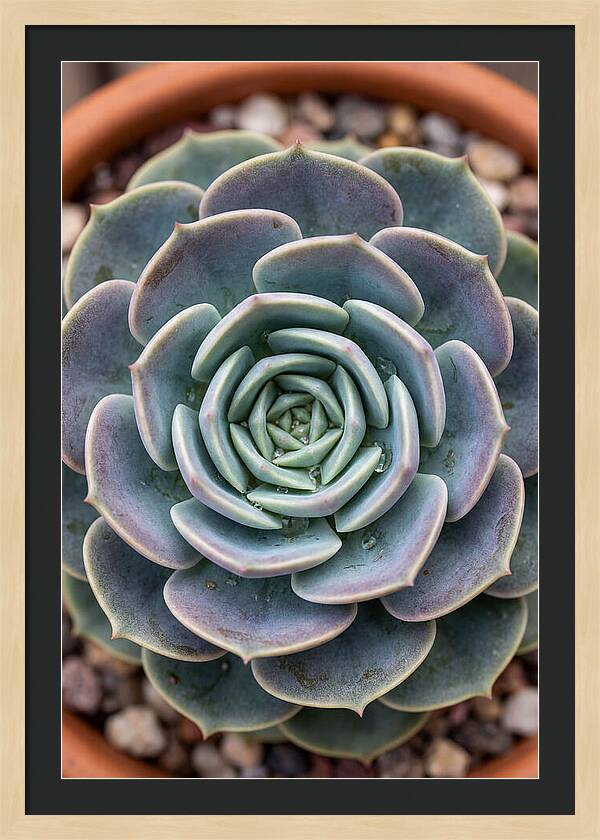 Succulent Patterns In Nature