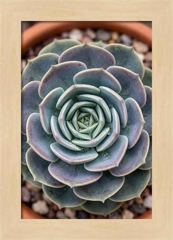 Succulent Patterns In Nature