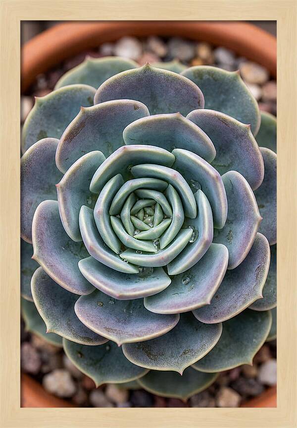 Succulent Patterns In Nature