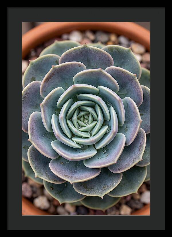 Succulent Patterns In Nature