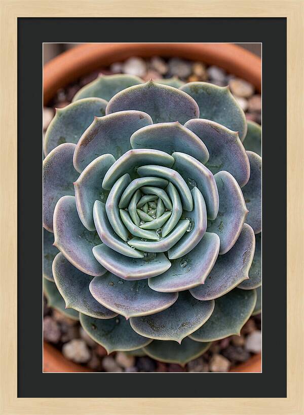 Succulent Patterns In Nature
