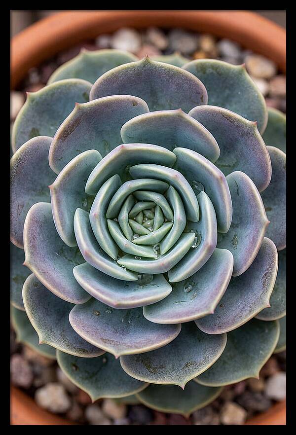 Succulent Patterns In Nature