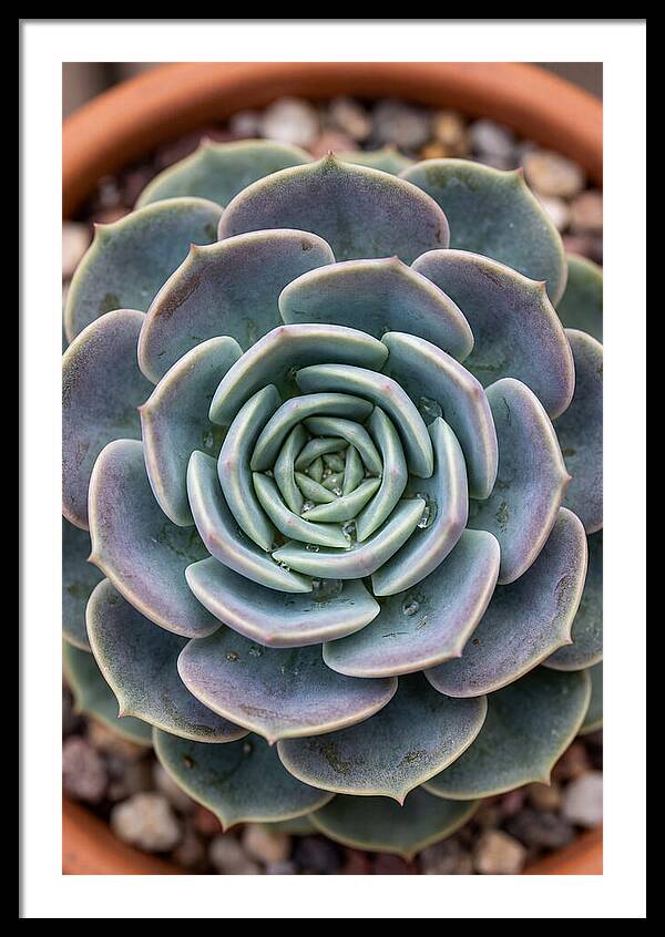 Succulent Patterns In Nature