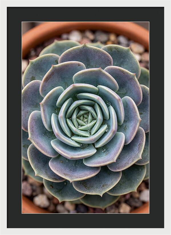 Succulent Patterns In Nature