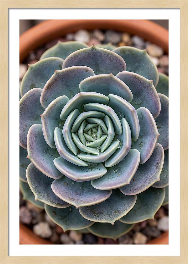Succulent Patterns In Nature