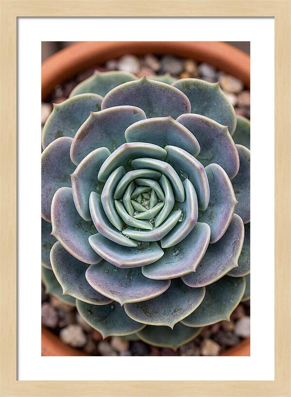 Succulent Patterns In Nature