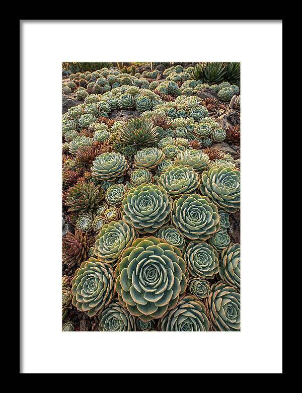 Succulent Rosette Geometry