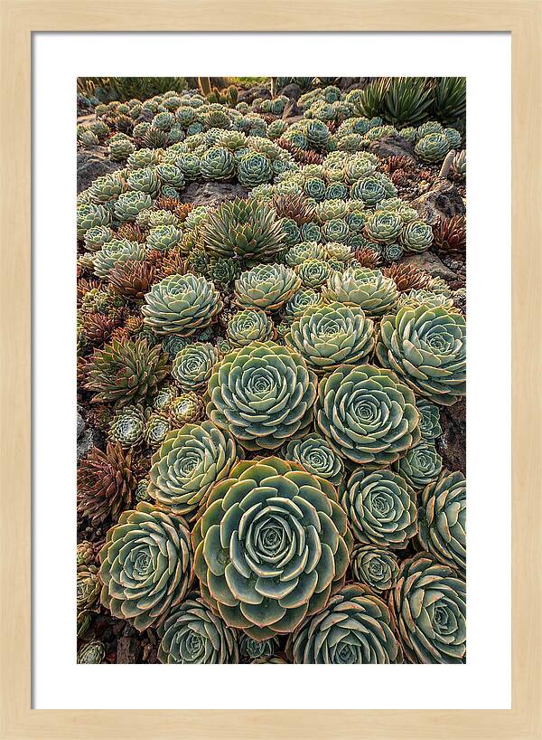 Succulent Rosette Geometry