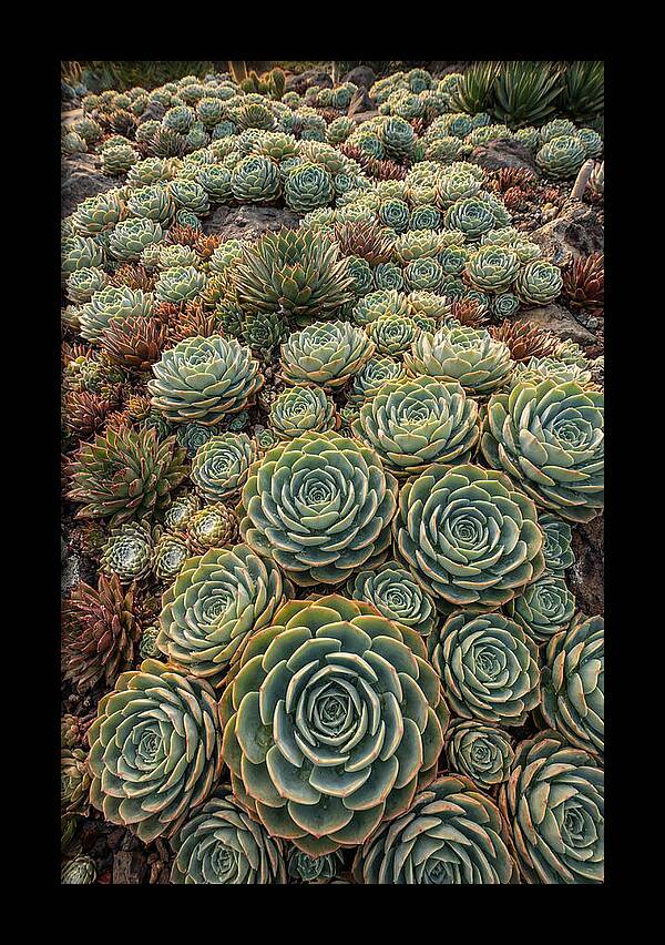 Succulent Rosette Geometry