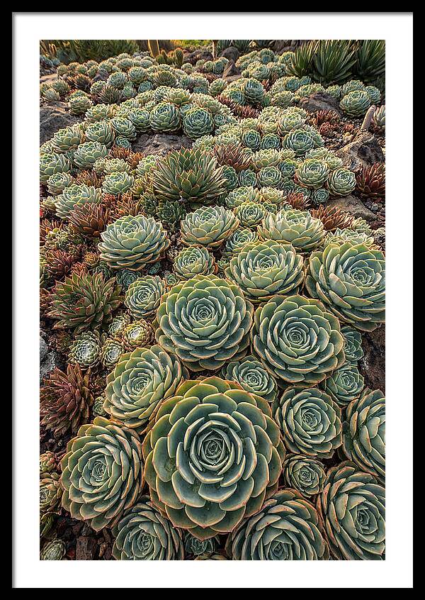 Succulent Rosette Geometry