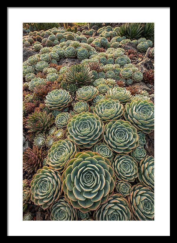 Succulent Rosette Geometry