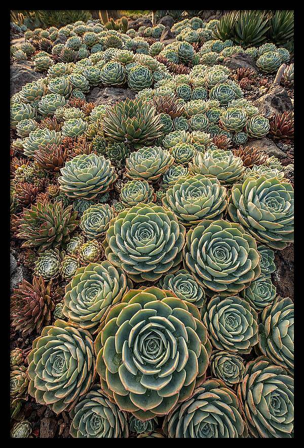 Succulent Rosette Geometry