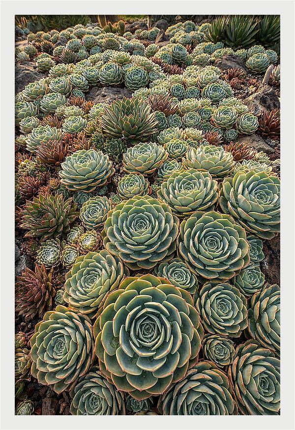 Succulent Rosette Geometry