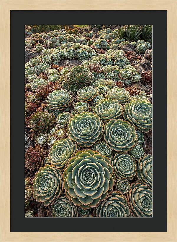 Succulent Rosette Geometry