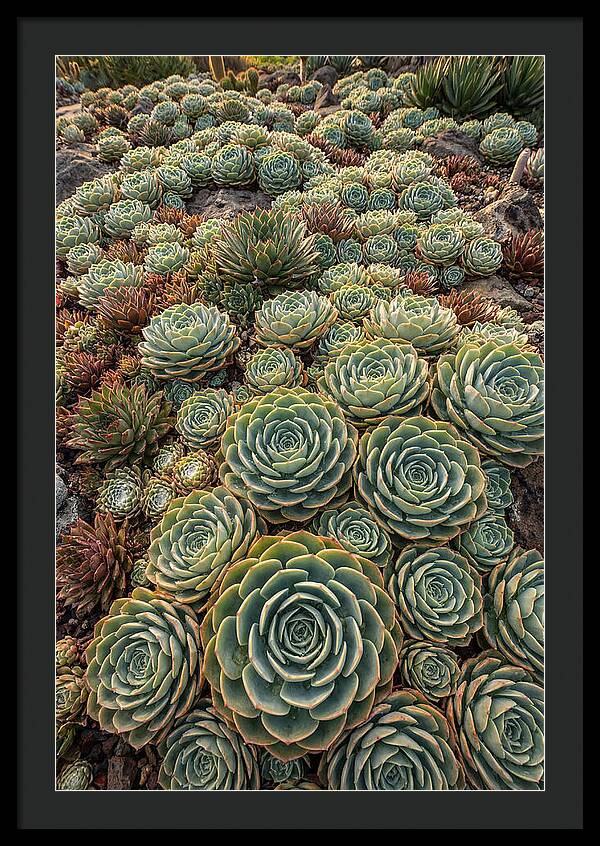 Succulent Rosette Geometry
